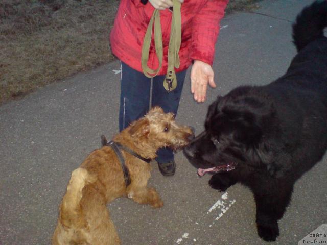 Фото: ньюфаундленд Севертан Урри