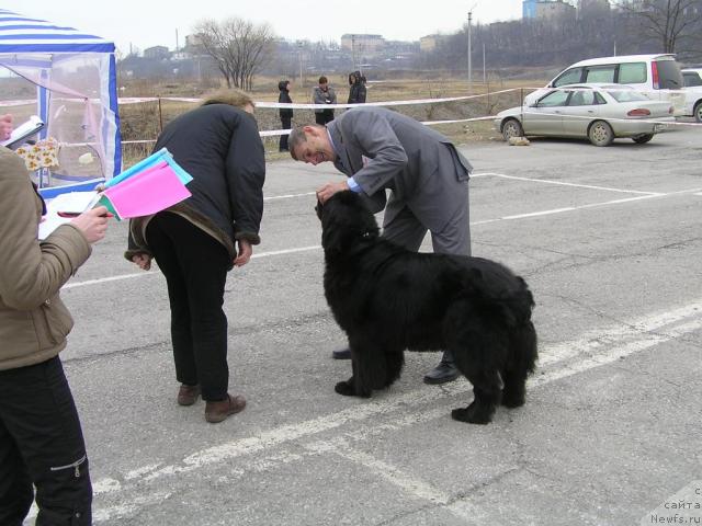 Фото: ньюфаундленд Чанси из Медвежьего Яра (Chansi  iz  Medvejyego Yara), Юрий Рахтиенко