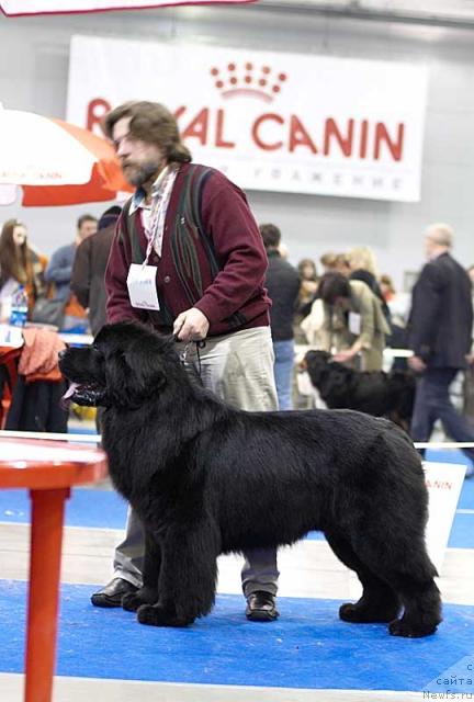Фото: ньюфаундленд Потап Мерлин (Potap Merlin)