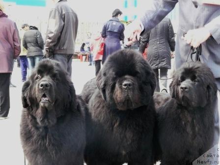 Фотография № 26012