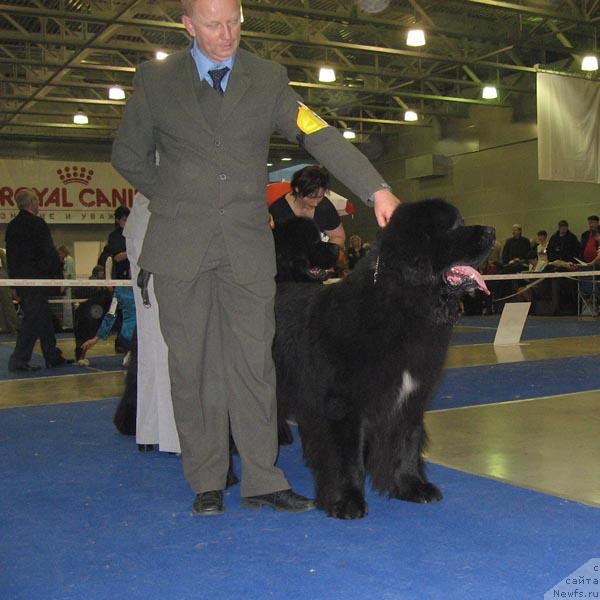 Фото: ньюфаундленд Baltic Storm's Glad Gremlin