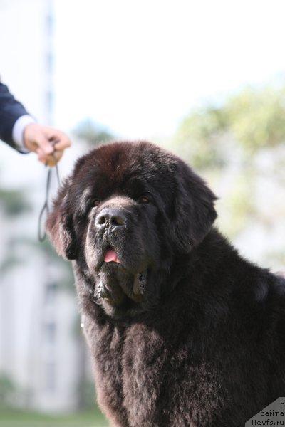 Фото: ньюфаундленд King of Helluland Choose Me