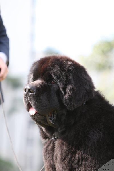Фото: ньюфаундленд King of Helluland Choose Me