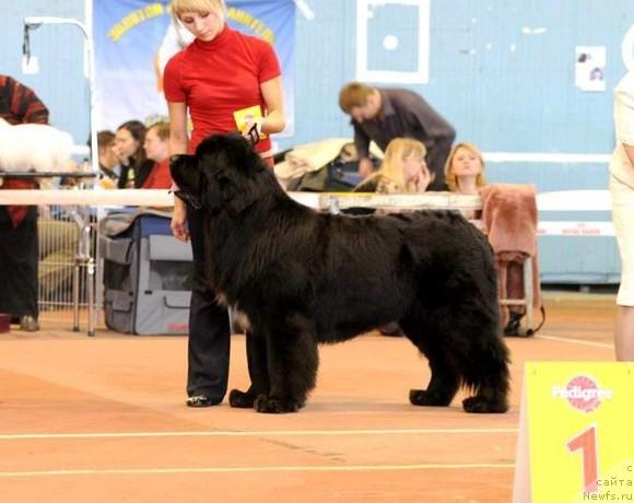 Фото: ньюфаундленд Супер Бизон Армани (Super Bizon Armani)