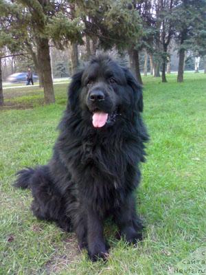 Фото: ньюфаундленд Манфред из Хижины Дяди Джери (Manfred iz Hizhiny Dyadi Dzheri)