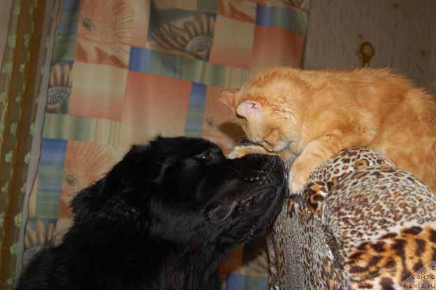 Фото: ньюфаундленд Сент Джонс Орфей