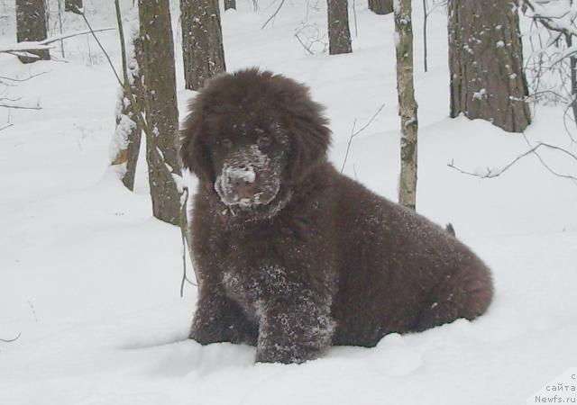 Фото: ньюфаундленд Красота Чистого Золота