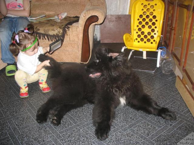 Фото: ньюфаундленд Смигар Ненси Непревзойденная, Кира