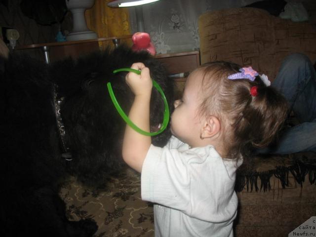 Фото: ньюфаундленд Смигар Ненси Непревзойденная, Кира