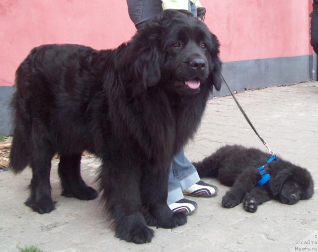 Фото: ньюфаундленд Полночная Звезда, ньюфаундленд Лондонский Денди