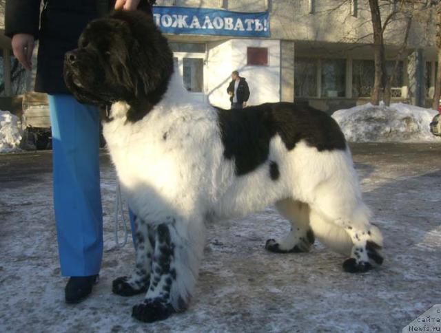 Фото: ньюфаундленд Супер Бизон Арго (Super Bizon Argo)