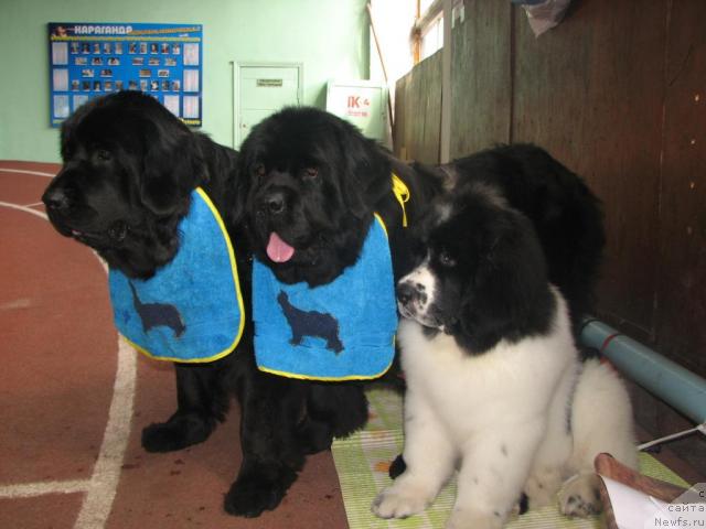 Фото: ньюфаундленд Оттава (Ottava), ньюфаундленд Рокот Волны Варга Кара Аюлар (Rokot Volny Varga Kara Ayular), ньюфаундленд Лорд Люксембург Аюлар из Тихого Омута (Lord Luxemburg Ayular iz Tihogo Omuta)