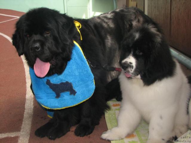 Фото: ньюфаундленд Оттава (Ottava), ньюфаундленд Лорд Люксембург Аюлар из Тихого Омута (Lord Luxemburg Ayular iz Tihogo Omuta)