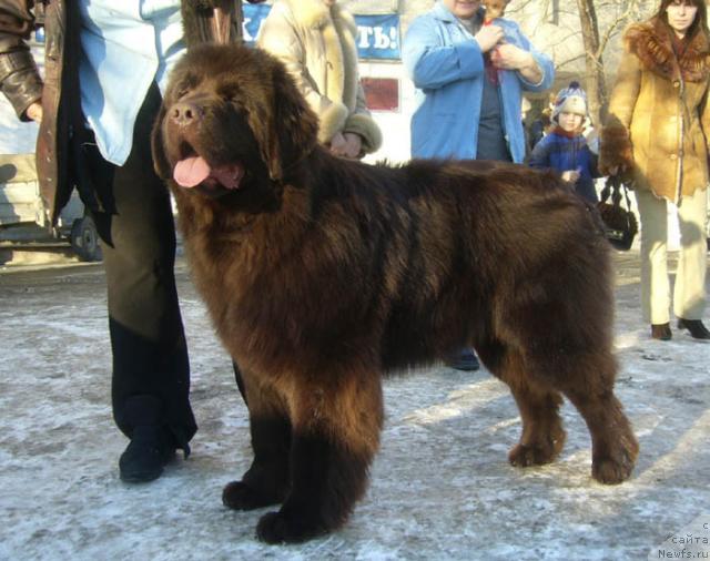 Фото: ньюфаундленд Супер Премиум Брабус