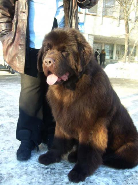 Фото: ньюфаундленд Супер Премиум Брабус