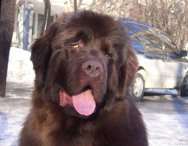 Фото: ньюфаундленд Супер Премиум Брабус