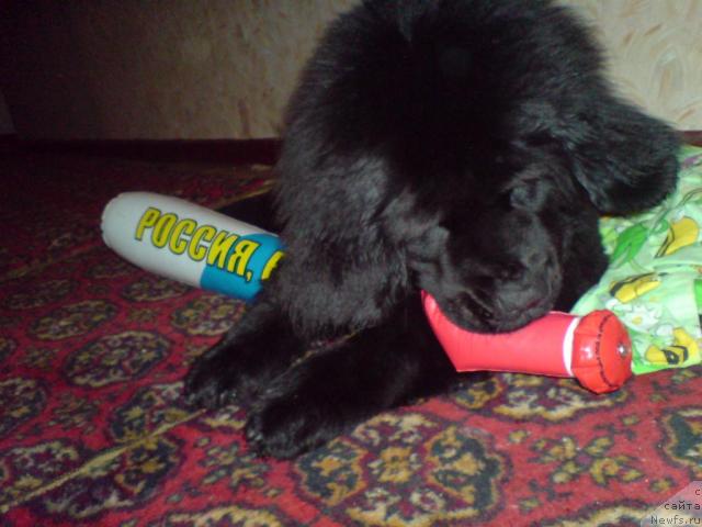 Фото: ньюфаундленд Колдовская Любовь