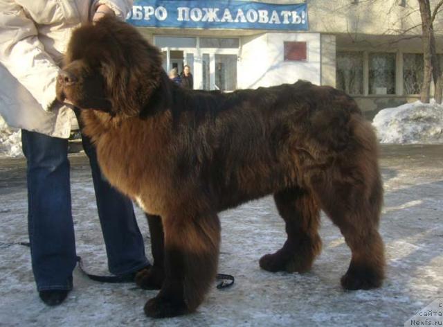 Фото: ньюфаундленд Обуш Шед Юдашкин Стиль (Obush Shed Yudashkin Stil)