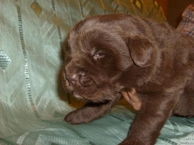 Фото: Щенок Арабеллы дочери Вивата