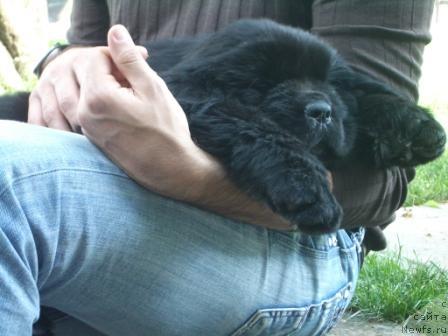 Фото: Black Clouds Criminal Minds at Steal Bears