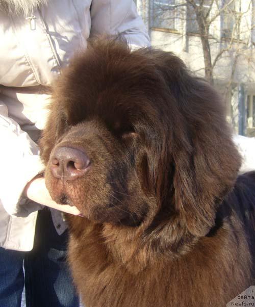 Фото: ньюфаундленд Обуш Шед Юдашкин Стиль (Obush Shed Yudashkin Stil)