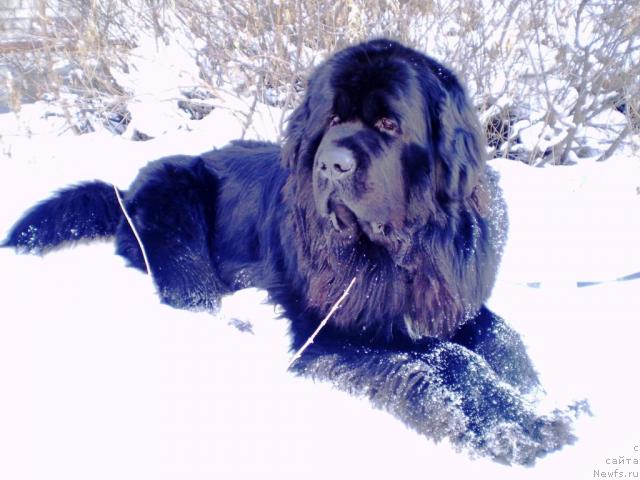 Фото: ньюфаундленд Супер Бизон Армани (Super Bizon Armani)