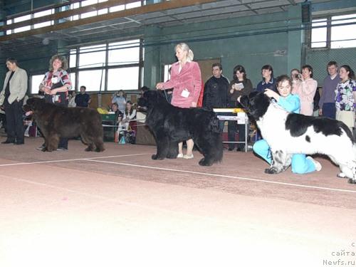 Фото: ньюфаундленд Супер Премиум Брабус, ньюфаундленд Супер Бизон Армани (Super Bizon Armani), ньюфаундленд Супер Бизон Арго (Super Bizon Argo)