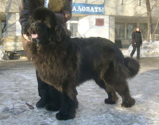 Фото: ньюфаундленд Данс Мемори Фьюджан Риф