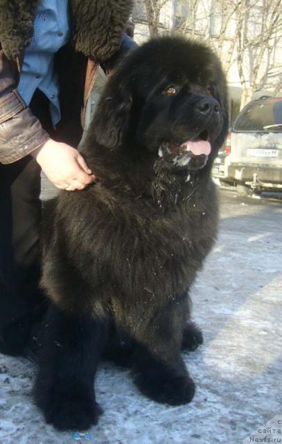 Фото: ньюфаундленд Данс Мемори Фьюджан Риф