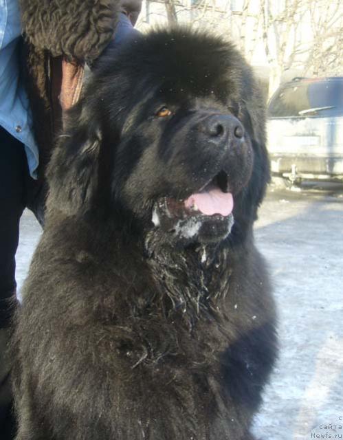 Фото: ньюфаундленд Данс Мемори Фьюджан Риф