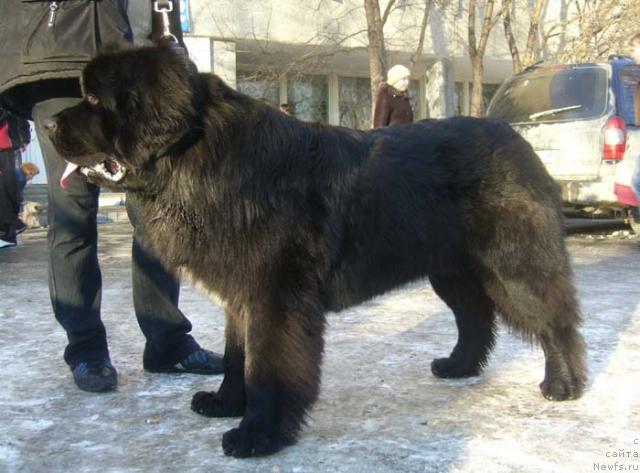 Фото: ньюфаундленд Супер Бизон Армани (Super Bizon Armani)