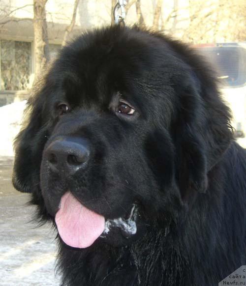 Фото: ньюфаундленд Супер Бизон Армани (Super Bizon Armani)