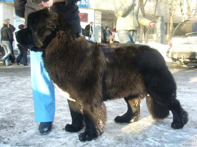 Фото: ньюфаундленд Супер Бизон Анталия