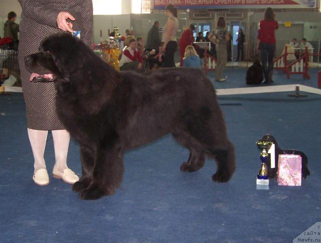 Фото: ньюфаундленд Акванавт из Тихого Омута (Akvanavt iz Tihogo Omuta)