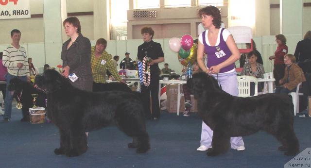 Фото: ньюфаундленд King of Helluland Viking, Татьяна Абутова, ньюфаундленд Велл Спирит Лилит (Vell Spirit Lillit), Наталья Садыкова