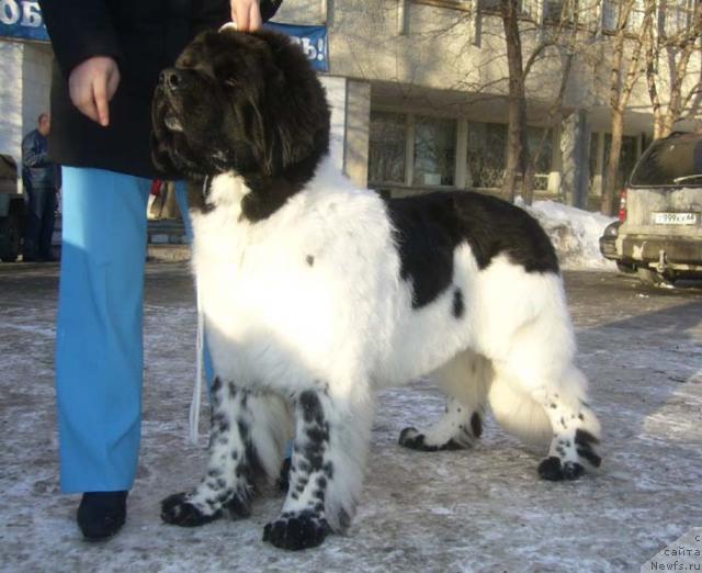 Фото: ньюфаундленд Супер Бизон Арго (Super Bizon Argo)