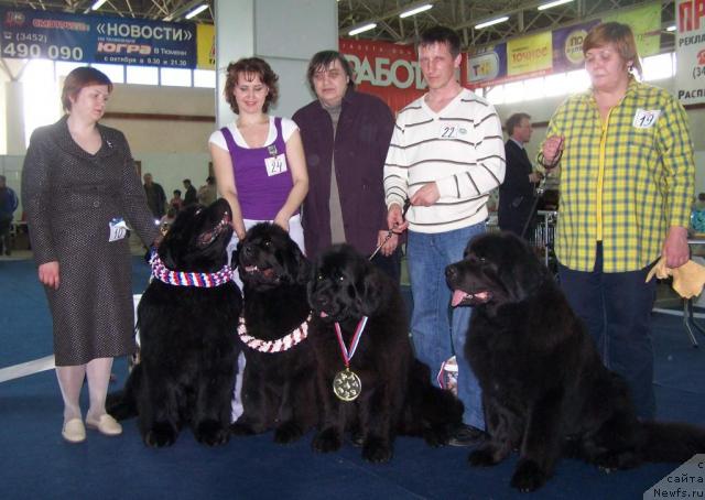 Фото: ньюфаундленд King of Helluland Viking, Татьяна Абутова, ньюфаундленд Велл Спирит Лилит (Vell Spirit Lillit), Наталья Садыкова, Наталья Потехина, ньюфаундленд Акватория Келвин Звездная Королева (Aquatoriya Kelvin Zvezdnaya Koroleva), Владимир Карпов, ньюфаундленд Акванавт из Тихого Омута (Akvanavt iz Tihogo Omuta), Ирина Габова