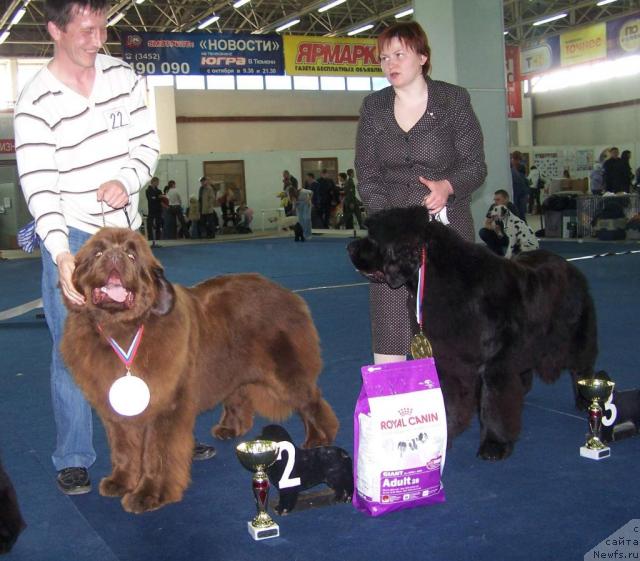 Фото: ньюфаундленд Amazing Grace vom Riesrand, Карпов Владимир, ньюфаундленд Акватория Келвин Заския, Татьяна Абутова