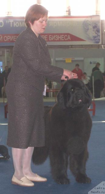 Фото: ньюфаундленд Акватория Келвин Звездная Королева (Aquatoriya Kelvin Zvezdnaya Koroleva), Татьяна Абутова