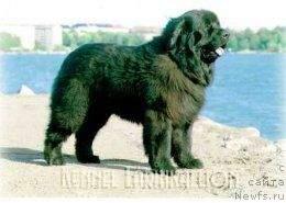 Фото: ньюфаундленд Larinkallion Caccacasa