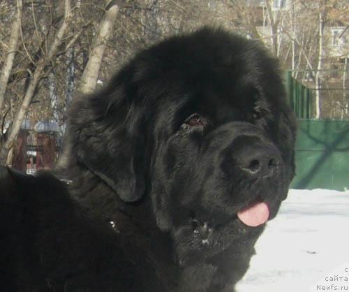 Фото: ньюфаундленд Супер Бизон Анталия