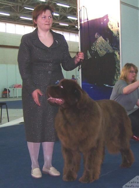 Фото: ньюфаундленд Amazing Grace vom Riesrand, Татьяна Абутова