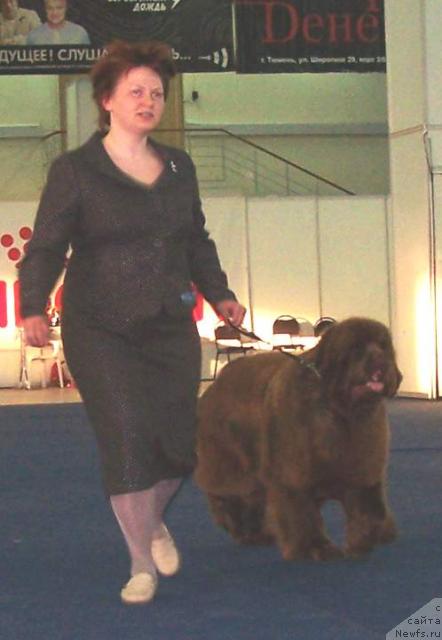 Фото: ньюфаундленд Amazing Grace vom Riesrand, Татьяна Абутова