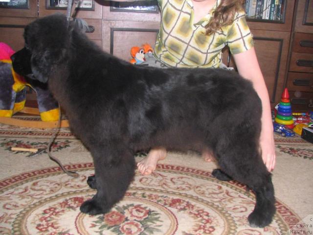 Фото: ньюфаундленд Ривьера от Сибирского Медведя