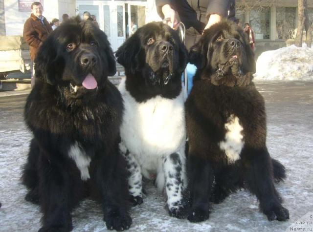 Фото: ньюфаундленд Супер Бизон Анталия, ньюфаундленд Супер Бизон Арго (Super Bizon Argo), ньюфаундленд Супер Бизон Армани (Super Bizon Armani)