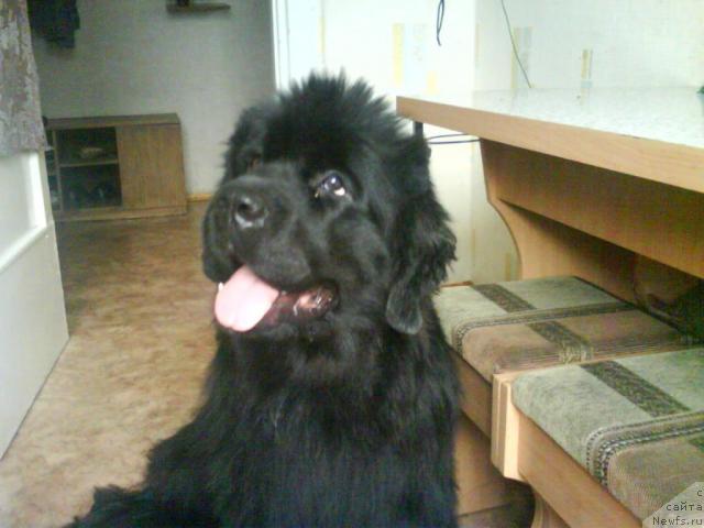 Фото: ньюфаундленд Ривьера от Сибирского Медведя