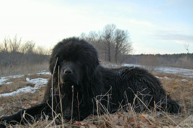 Фото: ньюфаундленд Эра Гранд Люкс Чери Николь