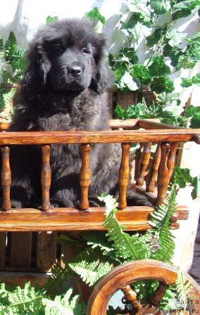 Фото: ньюфаундленд Викинг Вакулы Сын из Орловской Слободы