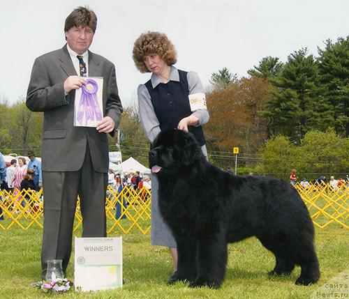 Фото: ньюфаундленд Pouch Cove's Vintage Southwind