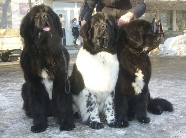 Фото: ньюфаундленд Супер Бизон Анталия, ньюфаундленд Супер Бизон Арго (Super Bizon Argo), ньюфаундленд Супер Бизон Армани (Super Bizon Armani)